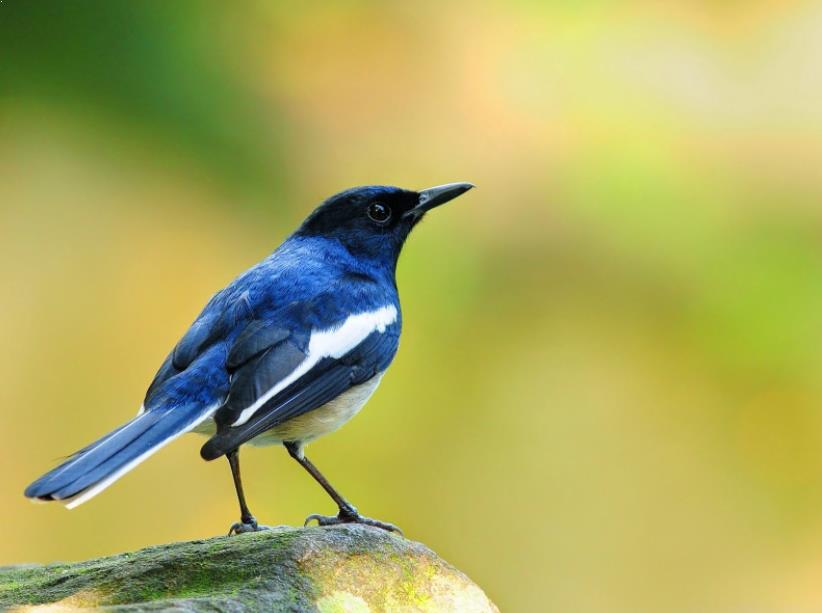 Manuk