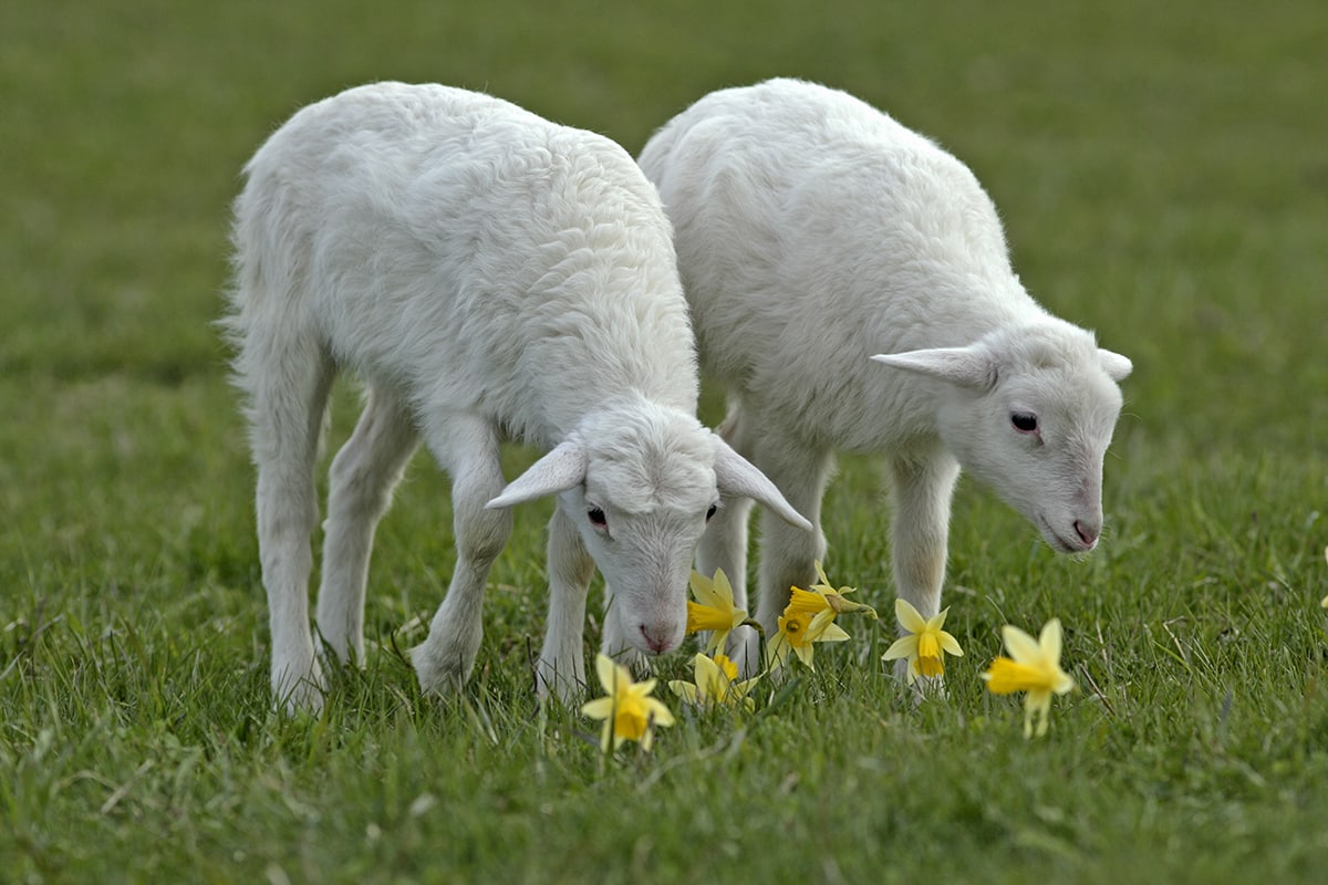Kisah Anak Kambing Kurus Jabir untuk Rasulullah