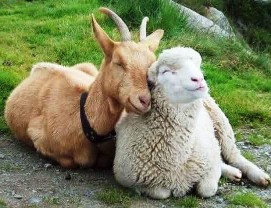 Seperti Beribadah di Hadapan Kambing