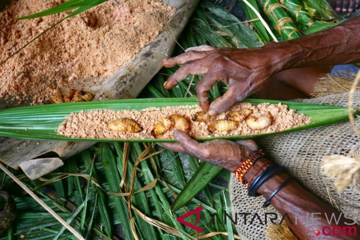 Bagi Papua, Ulat Sagu itu Menyehatkan, tidak Menjijikkan
