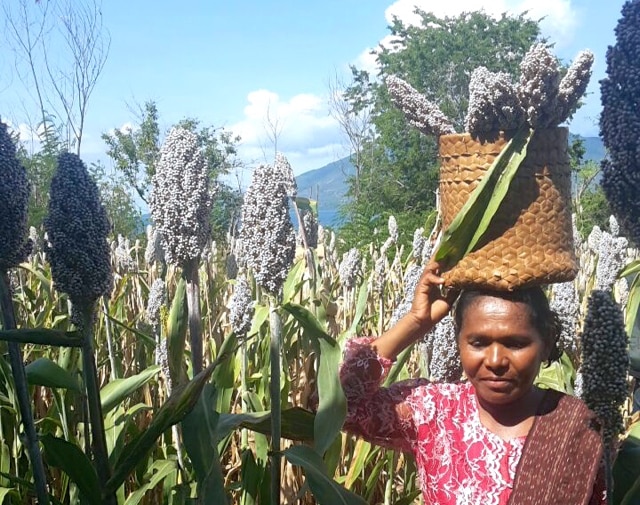 Cukup Sorgum bagi Nusa Tenggara Timur
