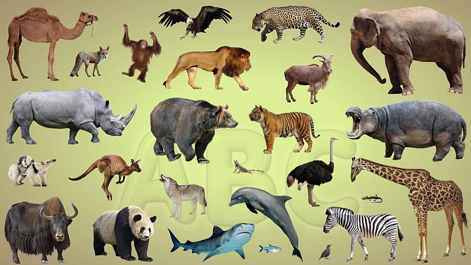 8300 Koleksi Gambar Binatang Peliharaan Dalam Bahasa Inggris Gratis Terbaru