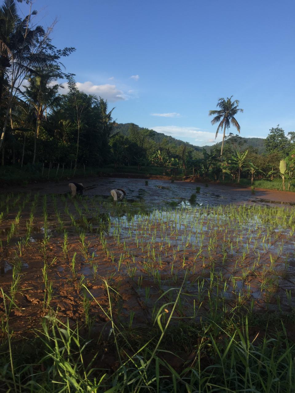 nandur sawah